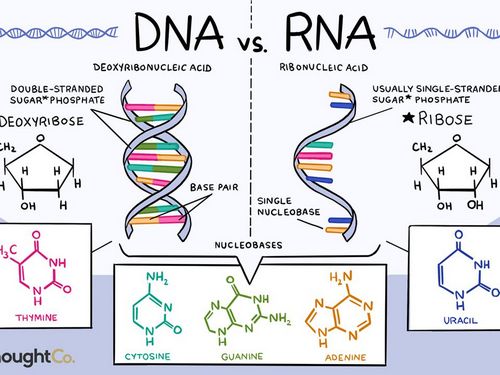 "โควิด19 เป็นสายพันธุกรรม RNA จึงกลายพันธุ์ง่ายกว่า"