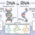 "โควิด19 เป็นสายพันธุกรรม RNA จึงกลายพันธุ์ง่ายกว่า"