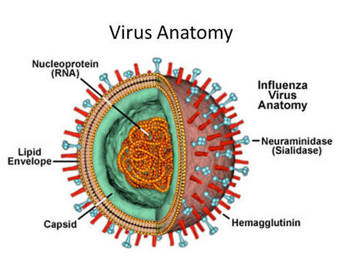 "กายวิภาคของไวรัส H, N คืออะไร?"